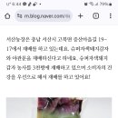 자색돼지감자추천 이미지