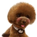 강아지그림 이미지