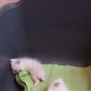 도도 이미지