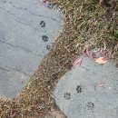 서울애견마트 | [경기] 서울 근교 독채 애견펜션 :: 포리하우스