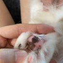 소나무약국 | 동물 의약품 판매하는 상암동 소나무 약국에서 동물 항생제 구입했어요