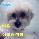 아지동물병원 | [안산 24시 동물병원] 비숑 아지 여아 중성화 후기