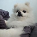 반짝일개 | 광주 북구 애견미용 반짝일개