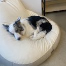 도그 앤 조이 이미지