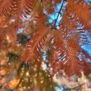 나무랑숲 이미지