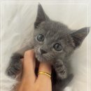 베베-멍 이미지