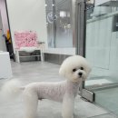 24시 위드유 동물의료센터 이미지