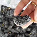 이상문농장 이미지