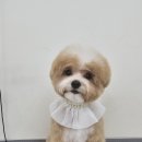쁘띠몽 이미지