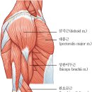 다운스윙과 왼어깨턴, 왼손등 외전 이미지