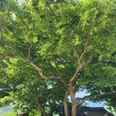 나무이야기 이미지