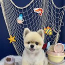 다원하개 이미지