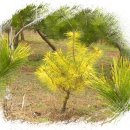 황금소나무농원 이미지