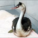 광주광역시 야생동물구조관리센터 이미지