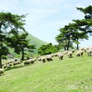 화순목장 이미지