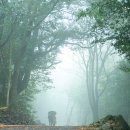 치유의 숲 이미지