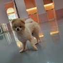 딩굴댕굴 애견호텔 유치원 이미지