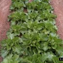 박천농장 이미지