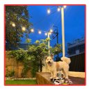 추천로 | 동해 애견동반펜션 인기 가성비 좋은 TOP 10 후기 많은 곳