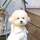 스마일댕댕 이미지