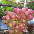 예은 농장 이미지