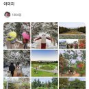이디야신안천사DI점 | 2024 섬 겨울꽃축제 12.13-2.2 신안군 1004섬 분재공원