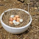 부여부화장 이미지