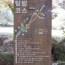 제주 평대리 비자나무 숲 | 제주 동쪽 걷기편한 명품 숲길 천연기념물 제주 평대리 비자나무 숲