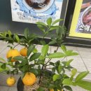 궈바부대꼬기