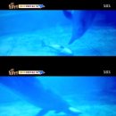 돌고래농장 이미지