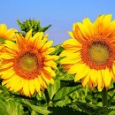 해뜨는 덕소주유소 이미지