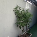 정하농장 이미지