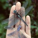 잠자리(Dragonfly)