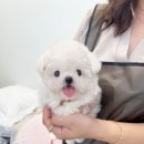 수아펫 이미지