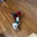 신박하개 이미지