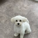 멍블리 펫 이미지