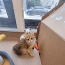 달콤하니냥 이미지