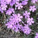 산유화