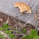 빵을 발견하고 거짓말쟁이가 된 개미 이미지