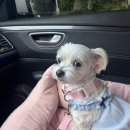 댕스히얼 이미지