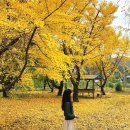 은행나무 농장 | 서울 근교 경기도 가평 단풍명소 은행나무 카페 커피랑 과일농장