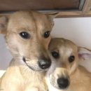 멍멍이가 있는 집 이미지