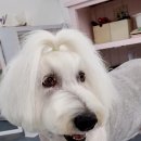 쁘리에숑 이미지