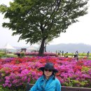 구리 한강 시민공원 유채꽃축제 이미지