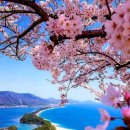 안산에 벚꽃이 피면 / 예향 이강흥 이미지