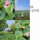 군자정 | 여름 국내여행 청도 유등지 군자정 연꽃이 활짝 대구근교 가볼만한곳