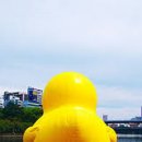 오리궁댕이 이미지