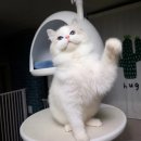 블루랙돌 이미지