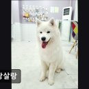 살랑살랑 | {부천, 강아지, 고양이, 애견미용, 추천!) 살랑살랑 부천 애견미용 살랑살랑, 맞춤 케어로 인기