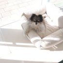 미용하는 강아지 살롱 이미지